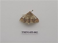 藏品(尺蠖蛾科)的圖片